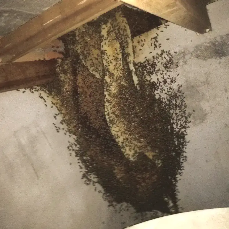 Colmeia com favos e enxame instalada sob uma viga de madeira, contra parede de alvenaria.