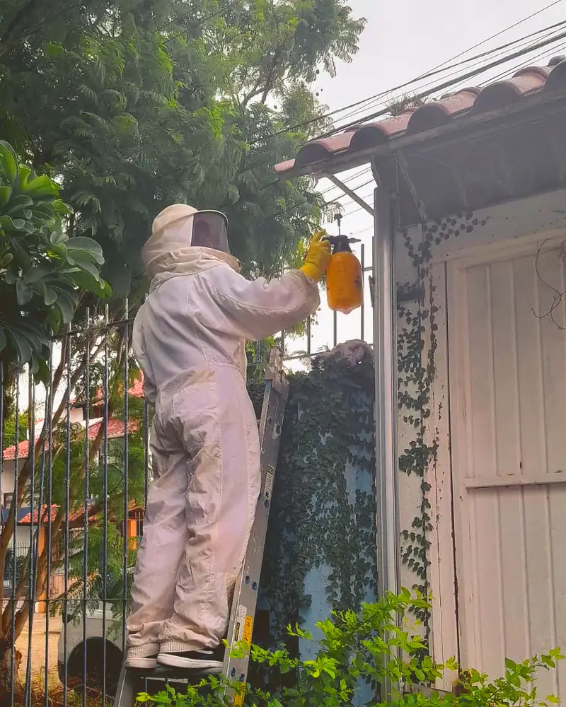 Profissional de macacão de proteção, sobre escada, retira um favo do beiral de uma casa de madeira em dia nublado.