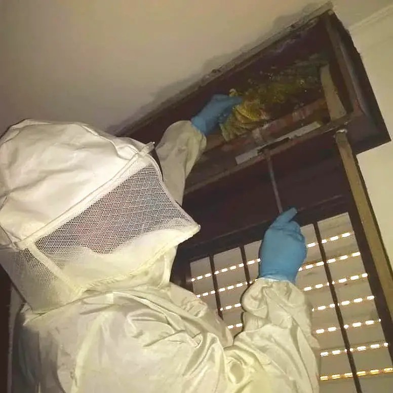 Profissional de macacão e luvas de nitrilo inspeciona um ninho alojado em nicho no forro de um ambiente interno.